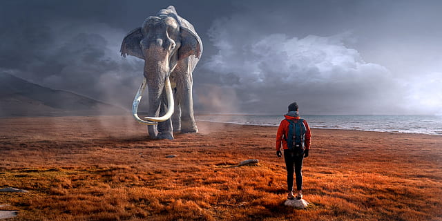 man wearing red jacket standing in front of an gray elephant HD wallpaper