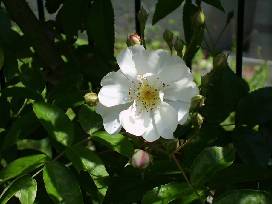 rose, white, flower, blossom, bloom, nature, black and white, HD wallpaper