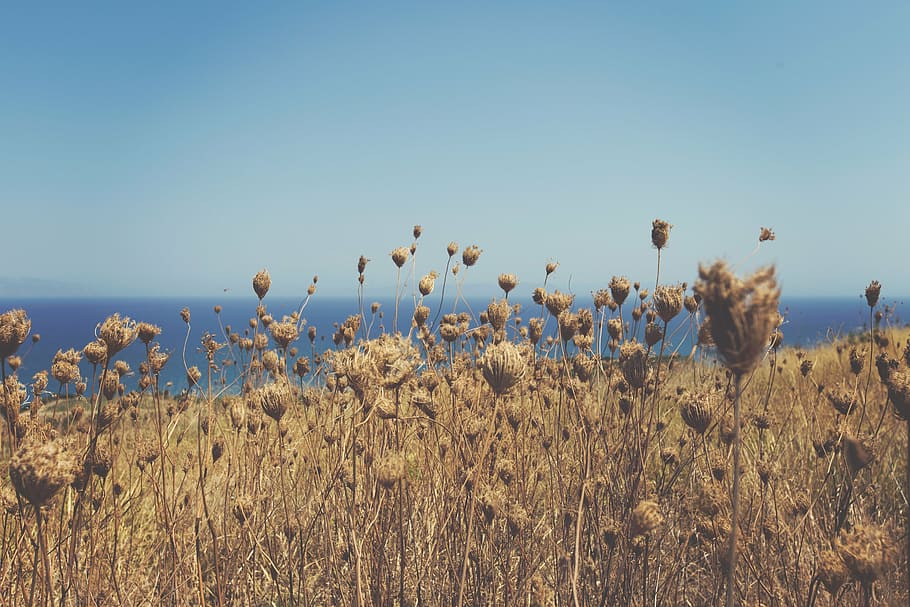 yellow flower field at daytime, grass, ocean, sea, fry, autumn HD wallpaper
