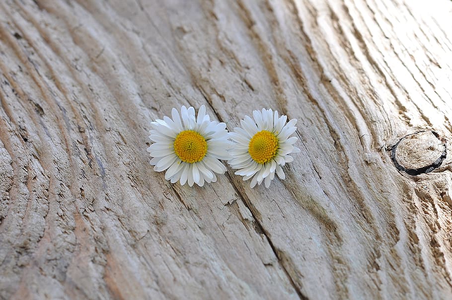 Daisy, Pair, White, Flowers, Wood, nature, plant, wood - Material HD wallpaper