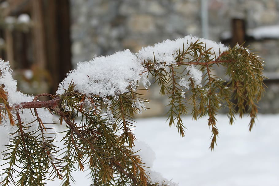 coniferous, tree, snow, branch, winter, plant, cold temperature HD wallpaper