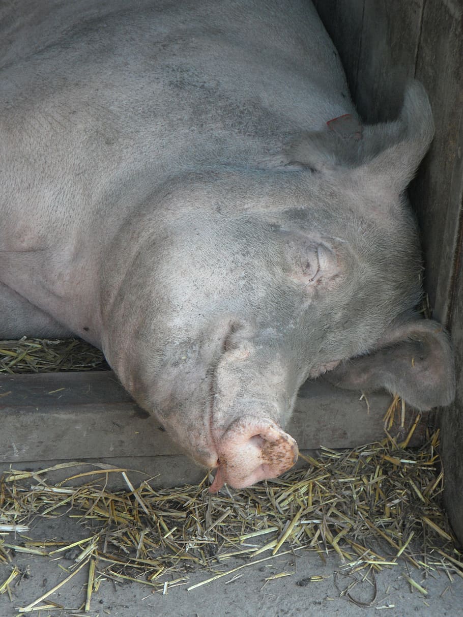pig, sow, sleeping, head, relaxed, cozy, mammal, animal themes HD wallpaper
