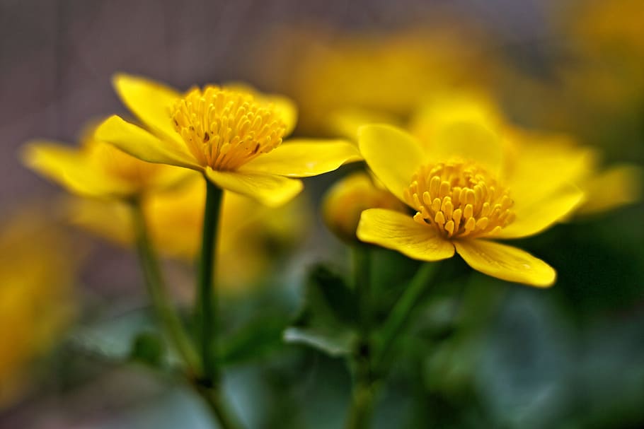 yellow 5-petal flowers in selective focus photography during faytime HD wallpaper