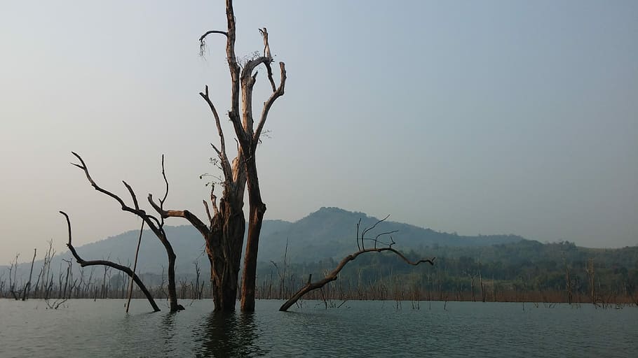 Myanmar, Jungle, River, Solar, wilderness, bare tree, lake HD wallpaper
