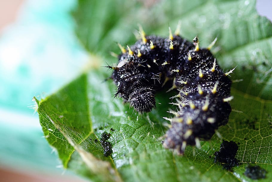 caterpillar, close, macro, spiky, leaf, invertebrate, plant part HD wallpaper