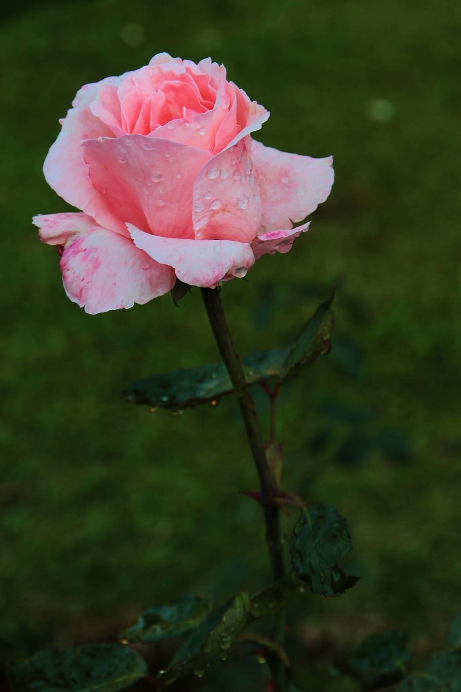flower, rosa, button, plant, nature, flowering plant, beauty in nature HD wallpaper