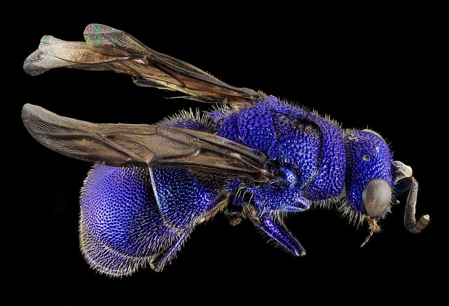 closeup photo of blue wasp, bee, macro, insect, nature, pollen HD wallpaper