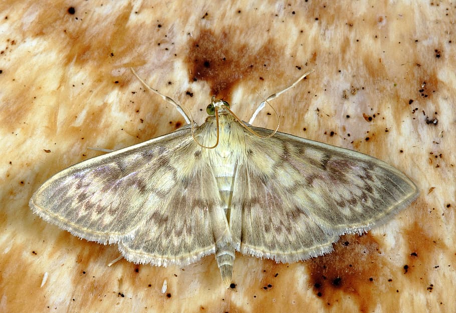 brown moth on brown surface, macro, insect, lepidoptera, invertebrate HD wallpaper