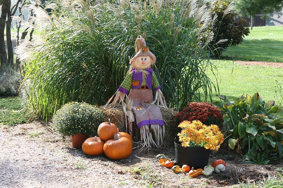 scarecrow and several pumpkins, fall, autumn, straw, orange HD wallpaper