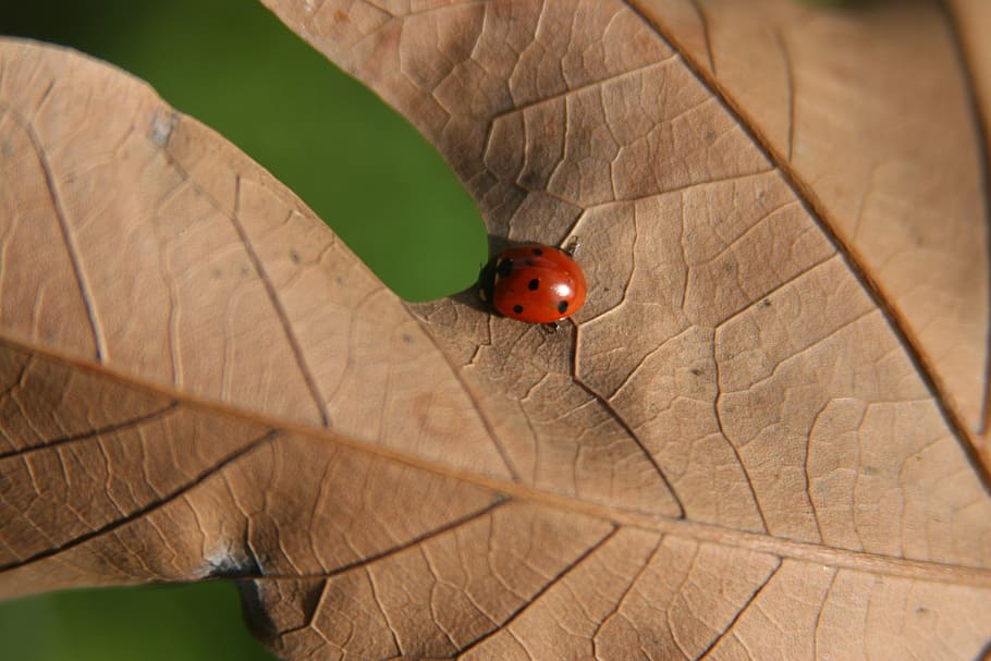 ladybug, leaf, nature, insect, macro, foliage, outdoor, season HD wallpaper