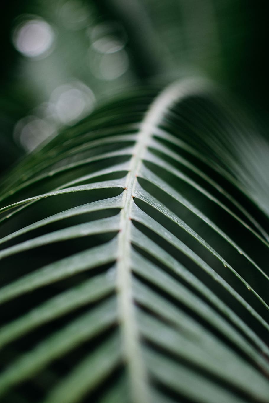 selective focus photography of green leaf, macro photography of green leafed plant HD wallpaper