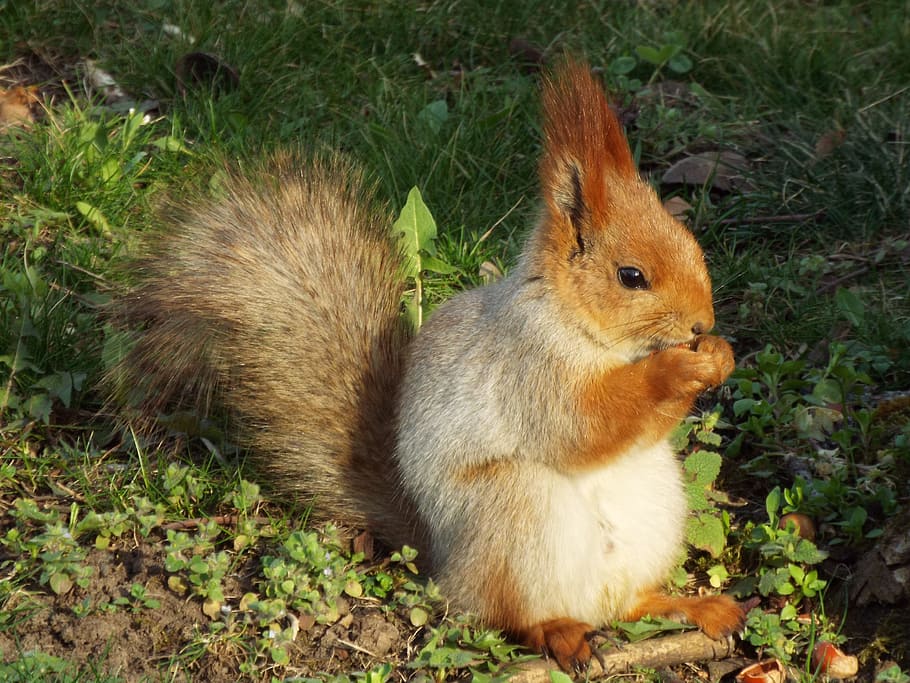 Nature, Animals, Squirrel, one animal, grass, animal themes HD wallpaper