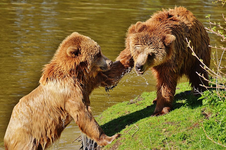 two brown bears near lake, wildpark poing, play, slap in the face, HD wallpaper