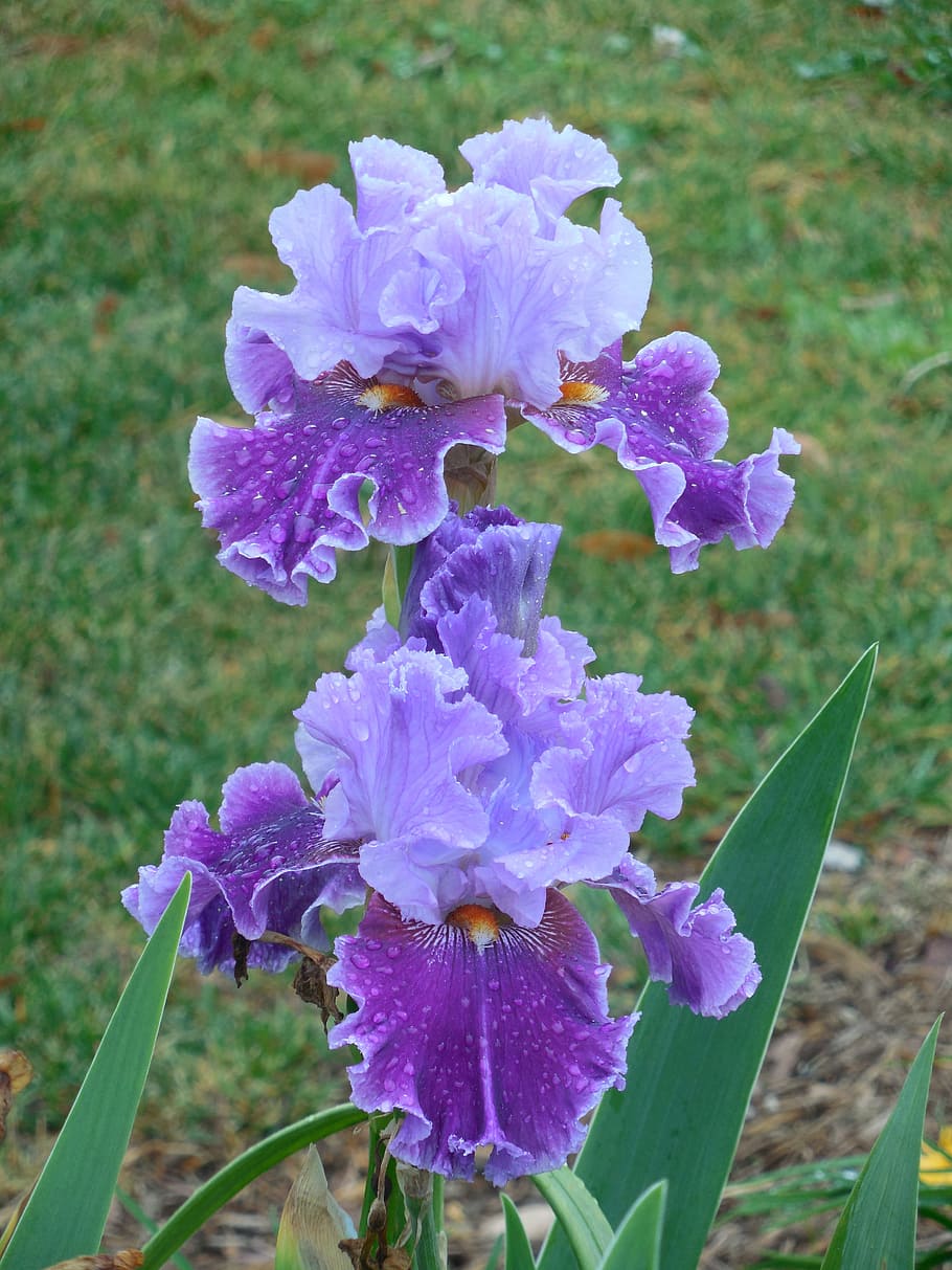 purple flower plant, iris, bloom, white, nature, blossom, garden HD wallpaper