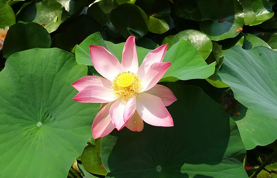 pink and white petaled flower, lotus, nelumbo, nucifera, stamen