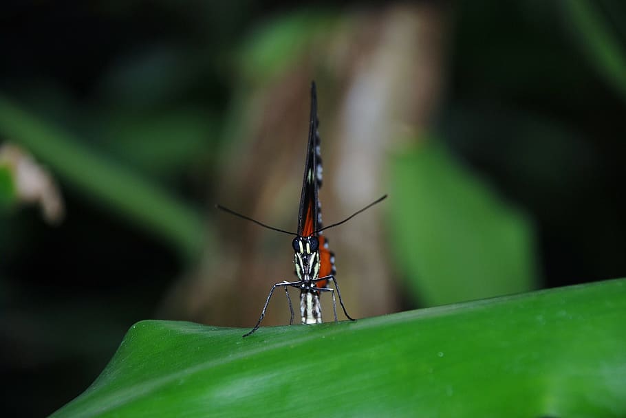 Orange, Butterfly, Bug, Insect, Nature, colorful, animal, animal themes HD wallpaper