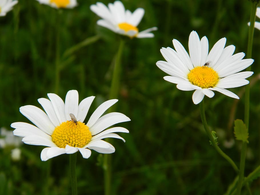 daisy, blossom, bloom, flower, nature, close, flowering plant HD wallpaper