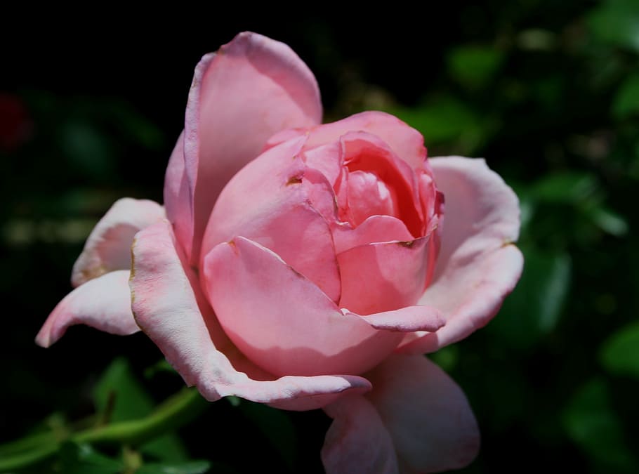 flower, bloom, bud, rose, rounded, egg-shaped, pink, petals HD wallpaper