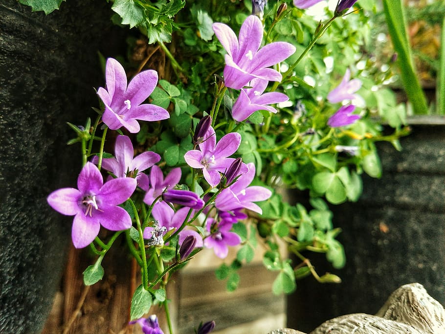 purple flowers, green, flowering plant, freshness, fragility HD wallpaper