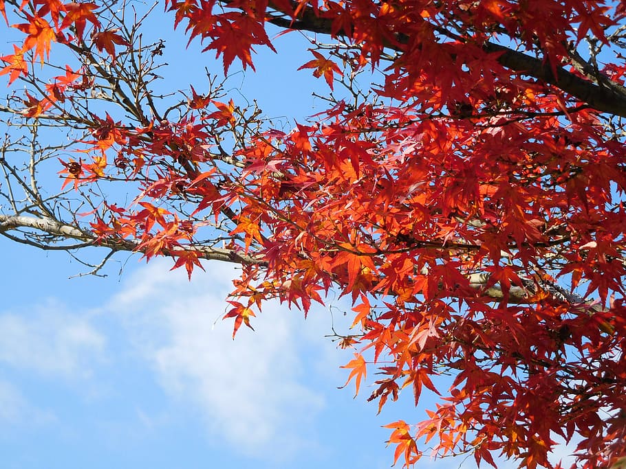 Nature, Red, Maple, Maple Leaf, Leaf, Blue, Blue Day, autumn HD wallpaper