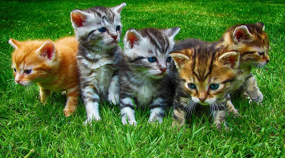 five tabby kittens on green grass, cats, pet, cute, domestic HD wallpaper