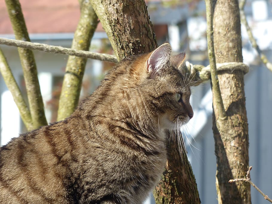 tiger cat, fluffy, profile, curious, tree, mammal, animal, one animal HD wallpaper