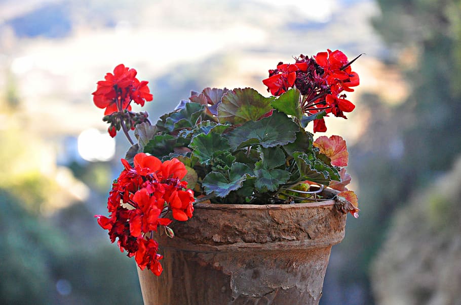 Geranium, Plants, Flower, flowers, nature, green, garden, leaves HD wallpaper