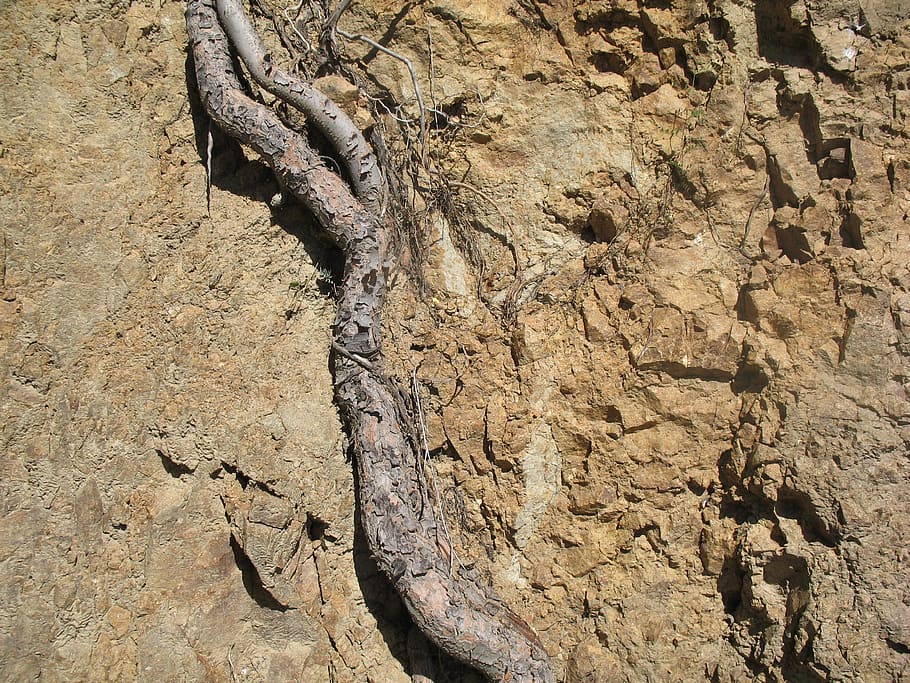 root, tree, earth, reptile, animal themes, no people, vertebrate HD wallpaper