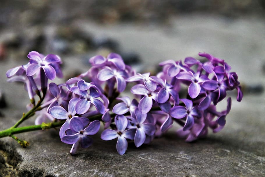 macro photo of purple and white flowers, without, spring, lilac HD wallpaper