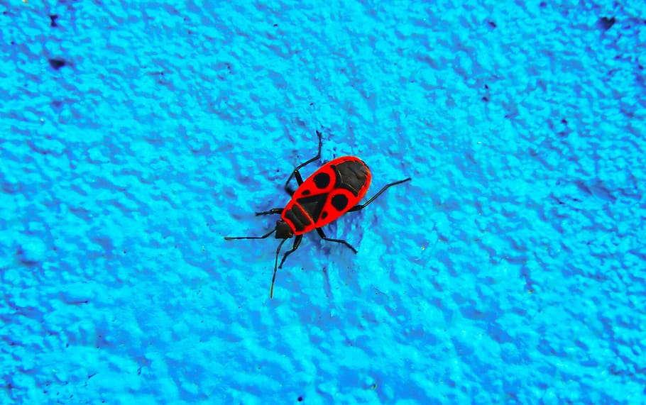 smith wingless, insect, pluskwiak, wall, graffiti, animals HD wallpaper