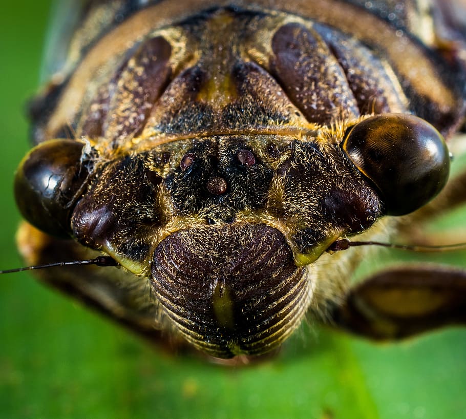 close-up photo of brown and black insect, new insect, whopper HD wallpaper