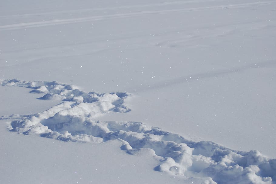 trace, snow, background, mood, wintry, snow tramp, footprints HD wallpaper