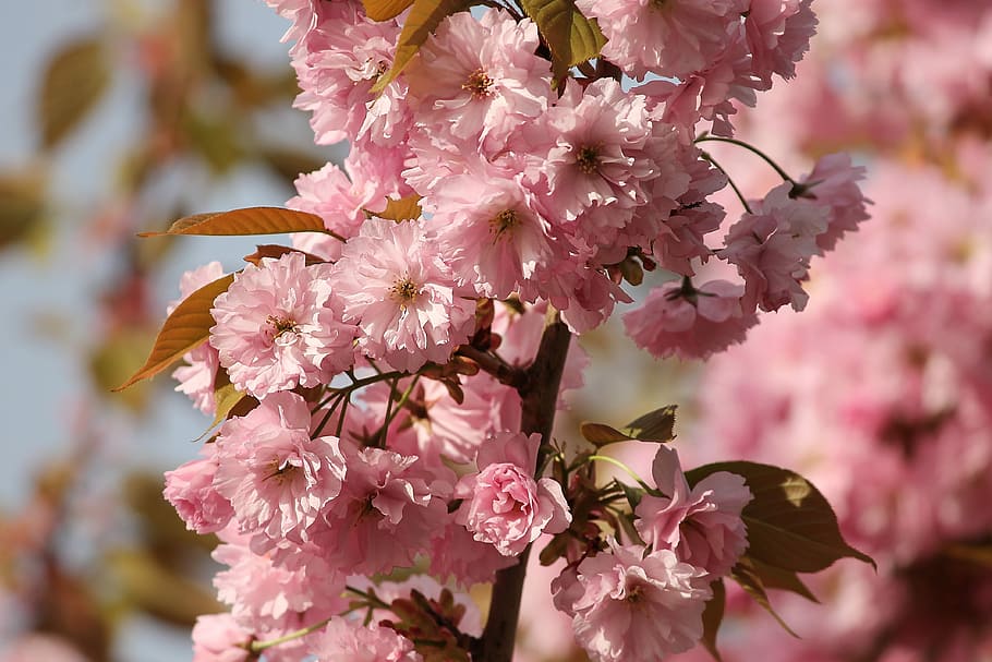 pink flowers, ornamental cherry, prunus, spring cherry, tree HD wallpaper