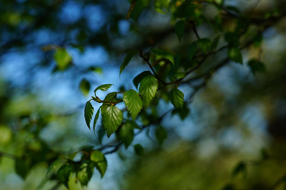 branch, leaves, spring, young, green, nature, macro, sky, branches HD wallpaper
