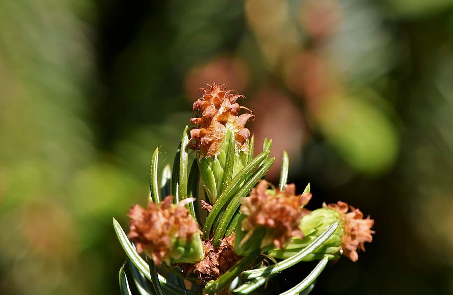 selective focus photography of red petaled flower, pine branch HD wallpaper