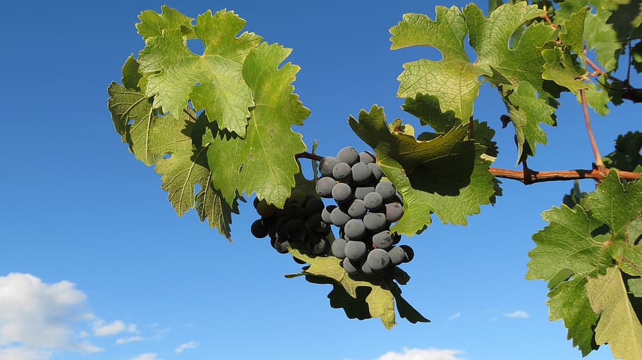 vineyard, napa, valley, food and drink, healthy eating, fruit HD wallpaper