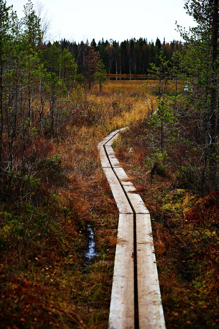 footbridge, forest, path, nature, tree, bro, plant, direction HD wallpaper