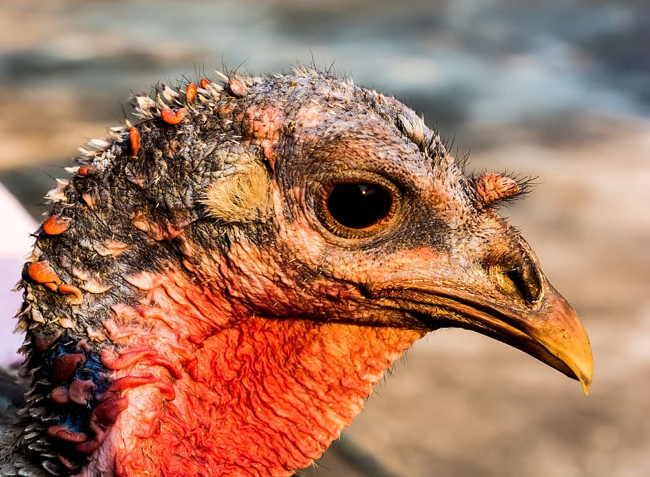 close-up photo of red and brown Wild Turkey, bird, one animal HD wallpaper