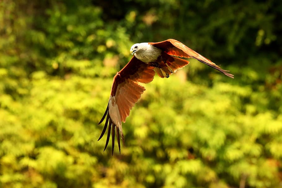 photo of American eagle flying on air, red hawk, bird, hawk in flight HD wallpaper
