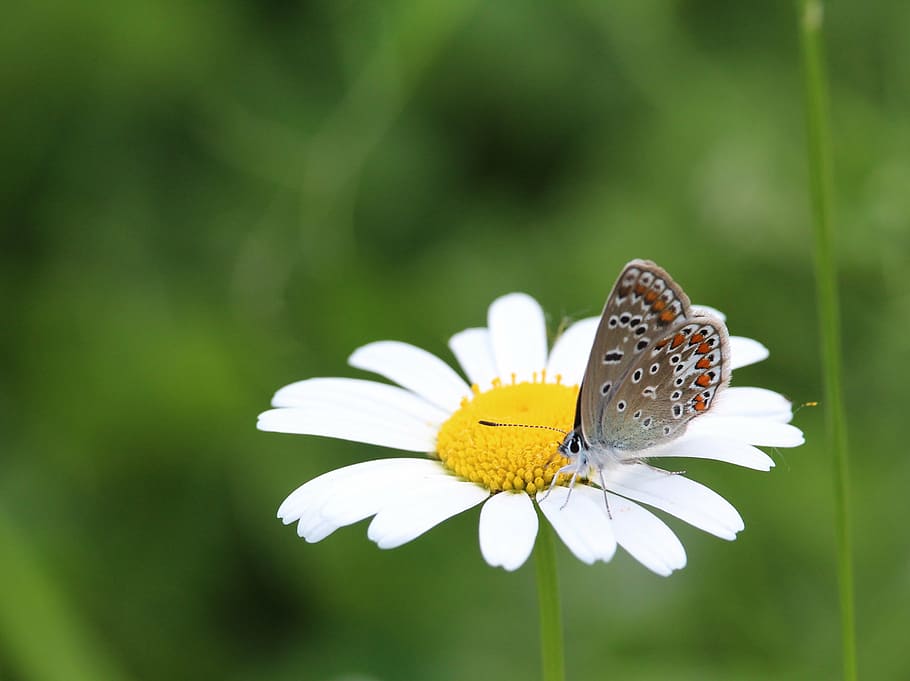 butterfly, marguerite, flower, flowering plant, insect, animal themes HD wallpaper