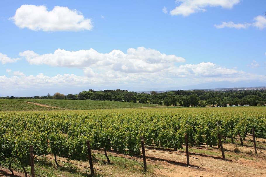 south africa, winery, vines, winelands, tourism, landscape, HD wallpaper