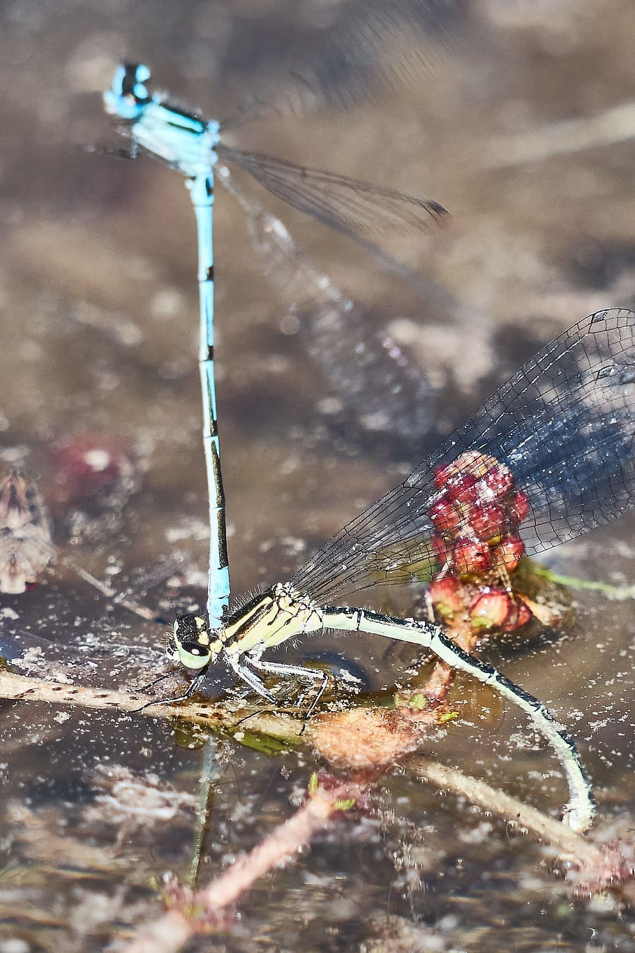dragonfly, parung, nature, close, insect, macro, animal, red dragonfly HD wallpaper