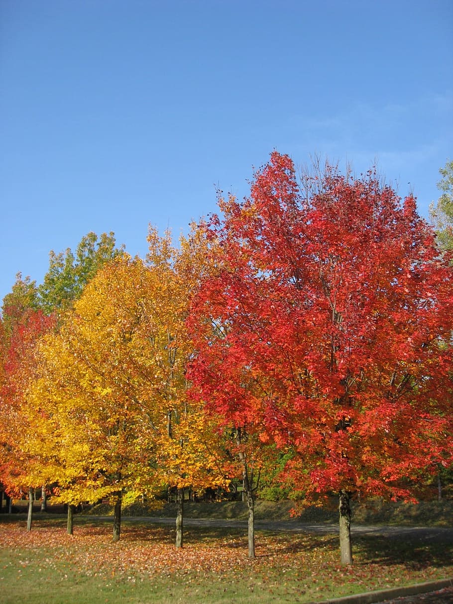 Tree, Colors, Leaves, autumn, nature, leaf, yellow, red, season HD wallpaper