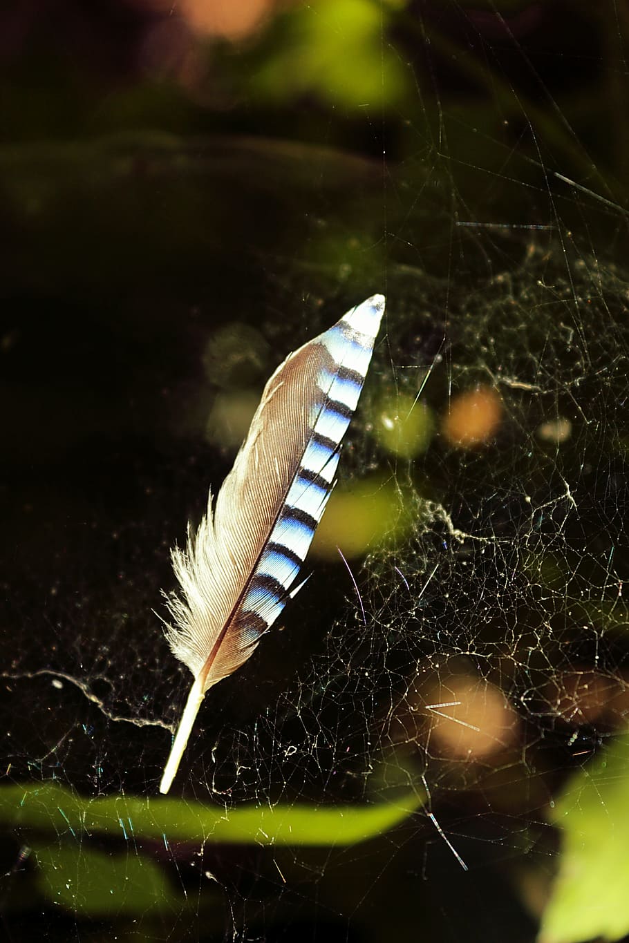 feather, blue, network, animal wildlife, animal themes, one animal HD wallpaper