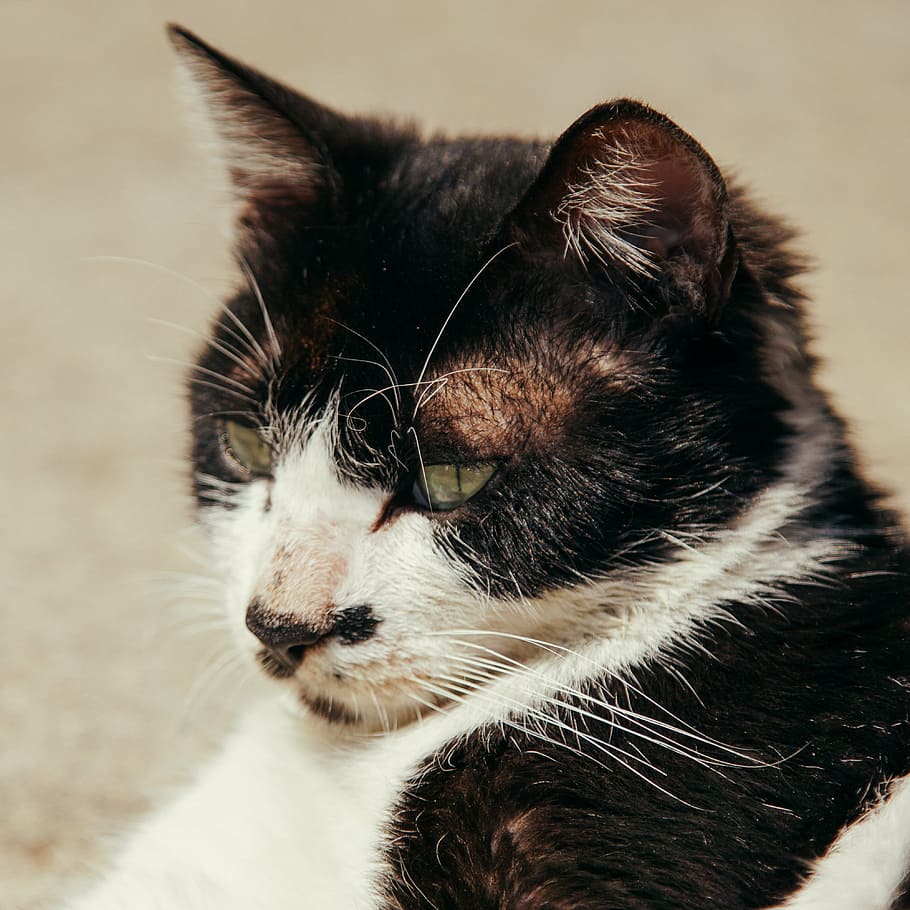 cat, pets, animal, one animal, mammal, animal themes, domestic animals HD wallpaper