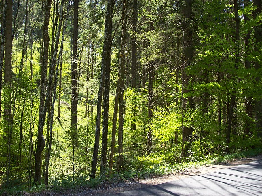 forest path, trees, sunlight, plant, land, trunk, tree trunk HD wallpaper