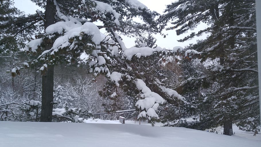 snow, winter, cold, tree, frost, cold temperature, plant, beauty in nature HD wallpaper