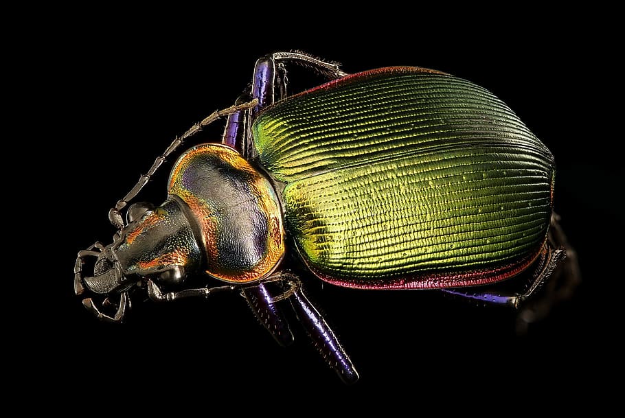 green and red beetle, ground beetle, insect, macro, nature HD wallpaper