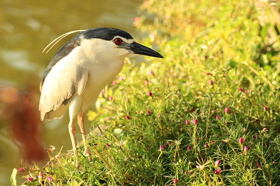 white and black bird on green grass during daytime, bali, heron HD wallpaper