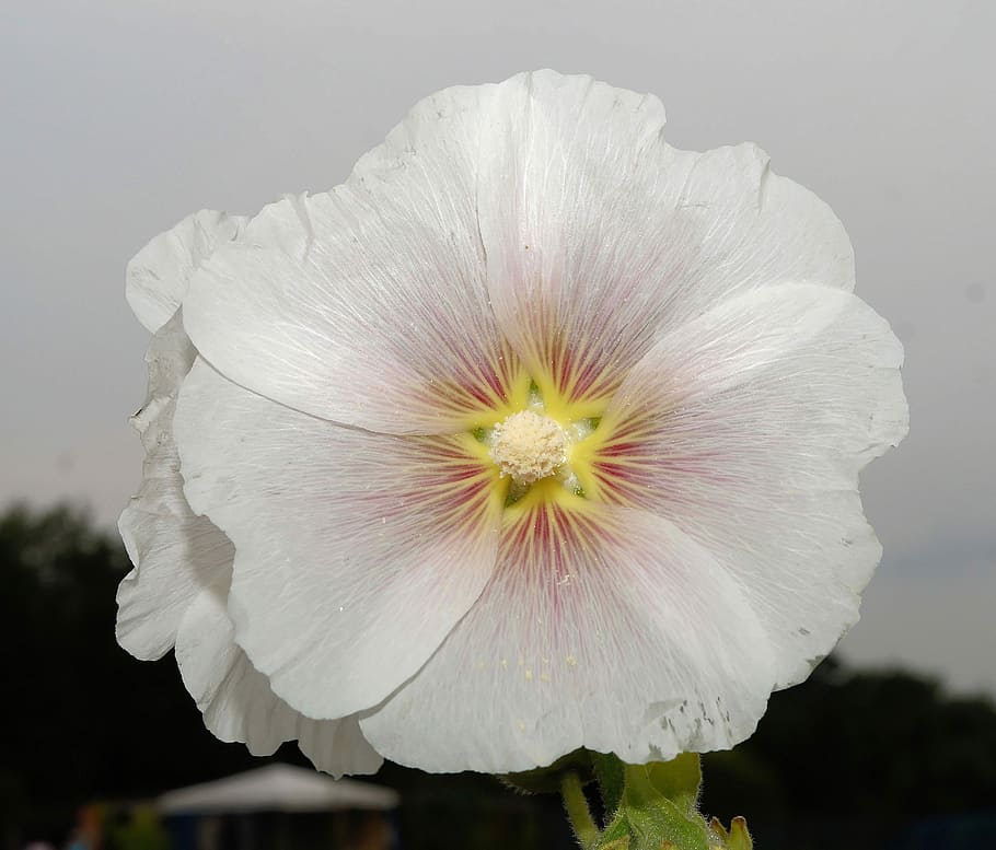 Flower, Blossom, Bloom, White, Close, beautiful, stamp, star HD wallpaper